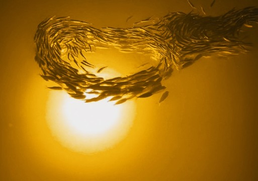 Incredible Underwater LED Lighting MW-O80 Orange Mega-Watt Underwater LED Lighting System (80 foot power cord) - Atlantic Lighting