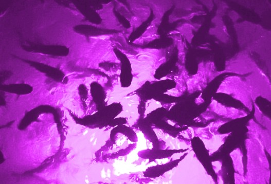 Incredible Underwater LED Lighting MW-P80 Purple Mega-Watt Underwater LED Lighting System (80 foot power cord) - Atlantic Lighting