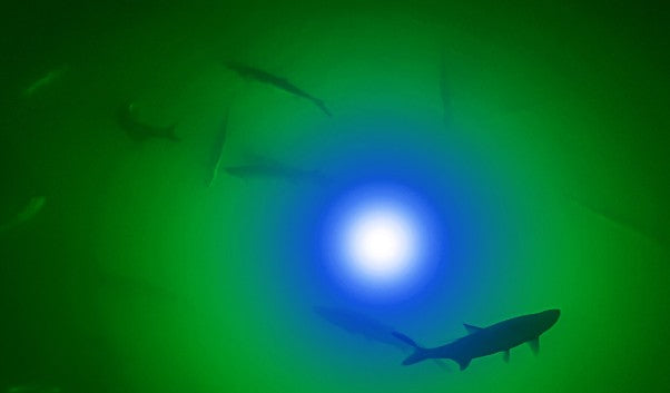 Incredible Underwater LED Lighting API-BG120 Blue/Green Apollo Iris Underwater LED Lighting System (120 foot power cord) - Atlantic Lighting
