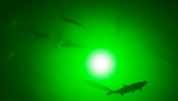 Green Apollo Underwater LED Lighting System (80 foot power cord ...