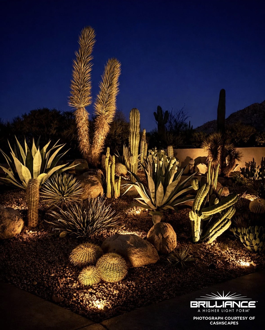 Brilliance Mini Beam landscape lighting installation by Cashscapes
