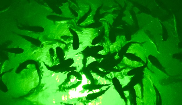 Incredible Underwater LED Lighting MW-G120 Green Mega-Watt Underwater LED Lighting System (120 foot power cord) - Atlantic Lighting