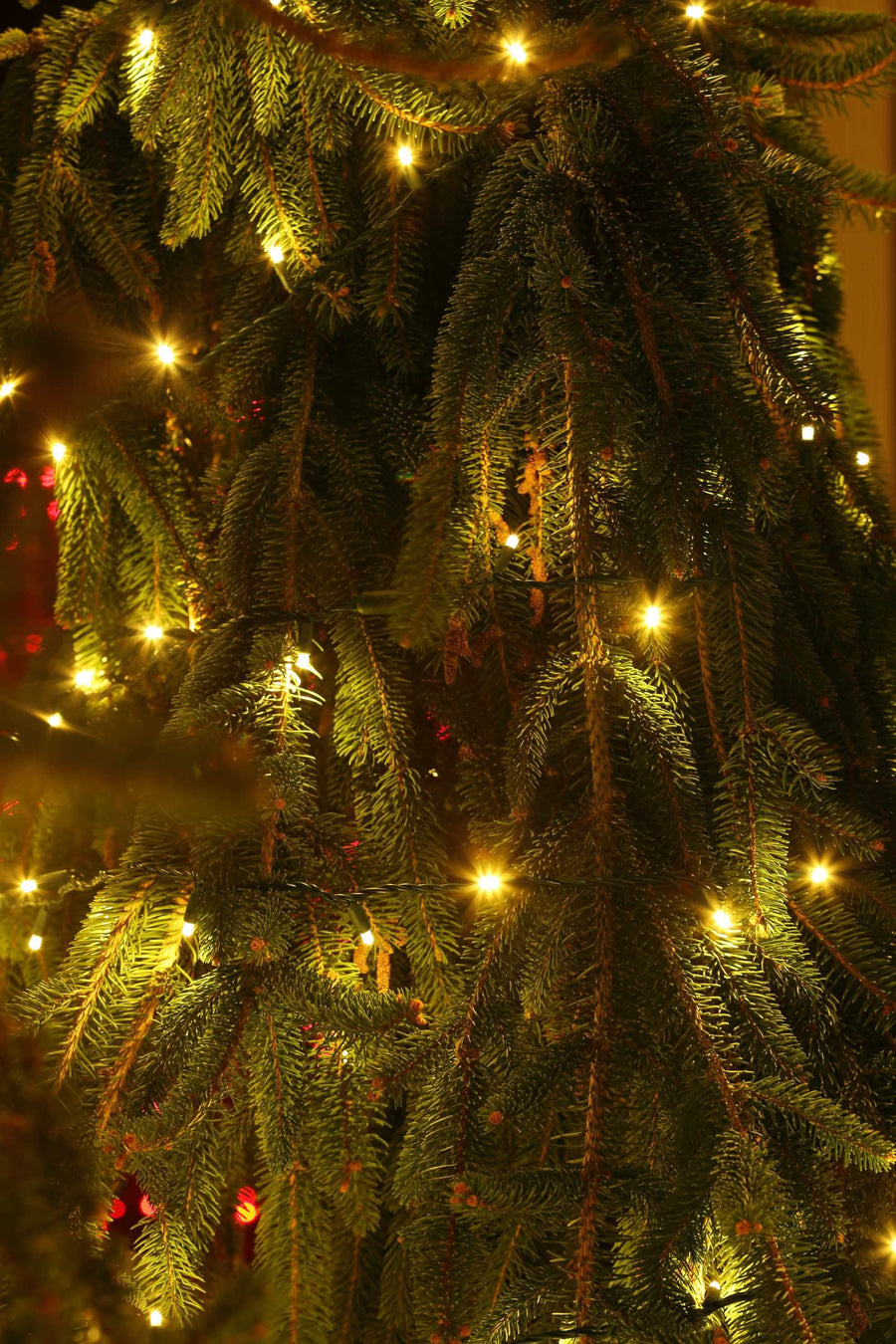 Seasonal Source 220020 Sun Warm White DuraBright 5MM LED Strand, 4" Spacing - Atlantic Lighting