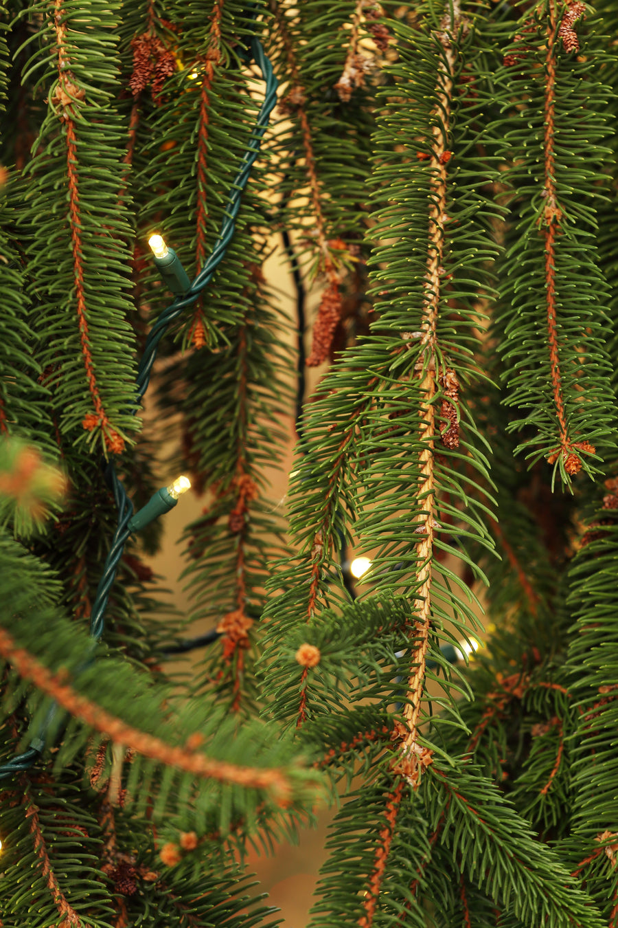 Seasonal Source 220044 Sun Warm White DuraBright 5MM LED Strand, 6" Spacing - Atlantic Lighting